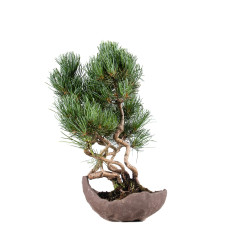 Pinus parviflora - B5090