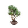 Pinus parviflora - B5090