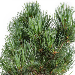 Pinus parviflora - B5090