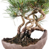 Pinus parviflora - B5090