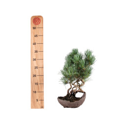 Pinus parviflora - B5090