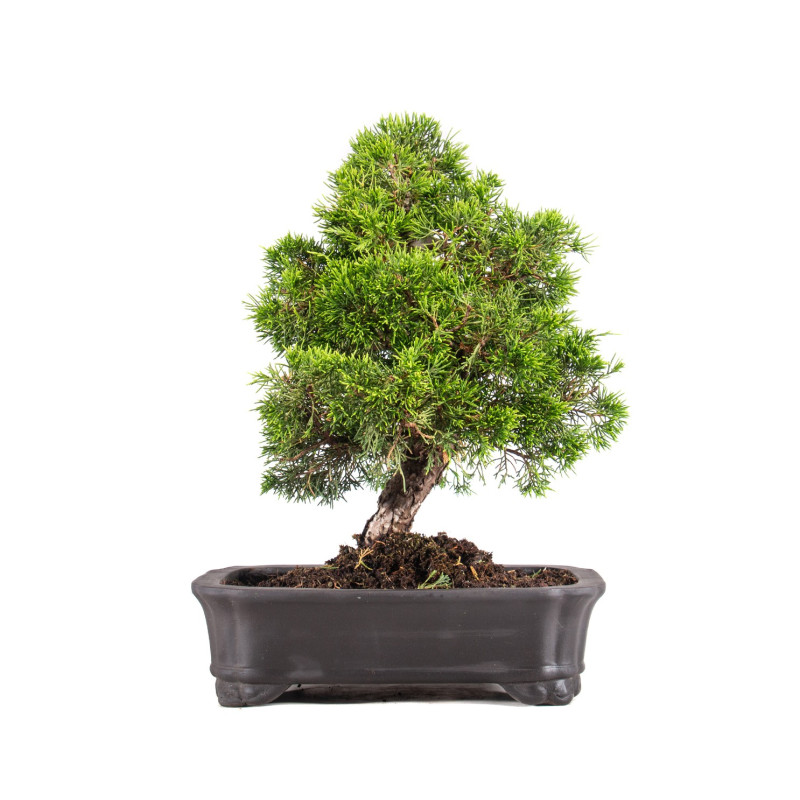 Juniperus Itoigawa - B5093