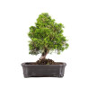 Juniperus Itoigawa - B5093