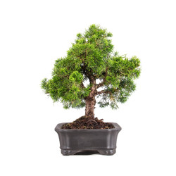 Juniperus Itoigawa - B5093