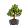Juniperus Itoigawa - B5093