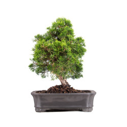Juniperus Itoigawa - B5093