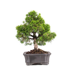 Juniperus Itoigawa - B5093