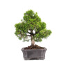 Juniperus Itoigawa - B5093