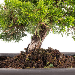 Juniperus Itoigawa - B5093