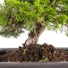 Juniperus Itoigawa - B5093