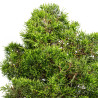 Juniperus Itoigawa - B5093