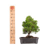 Juniperus Itoigawa - B5093