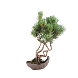 Pinus parviflora - B5095
