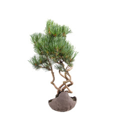 Pinus parviflora - B5095