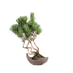 Pinus parviflora - B5095