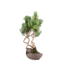 Pinus parviflora - B5095