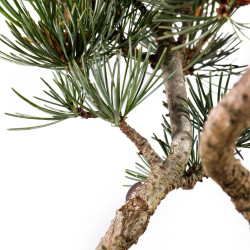 Pinus parviflora - B5095