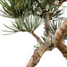 Pinus parviflora - B5095