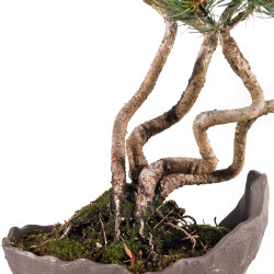 Pinus parviflora - B5095
