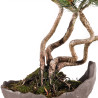 Pinus parviflora - B5095
