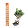 Pinus parviflora - B5095