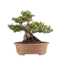 Taxus cuspidata - B5099