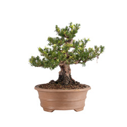 Taxus cuspidata - B5099