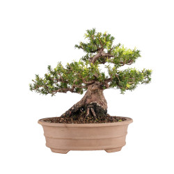Taxus cuspidata - B5099