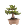 Taxus cuspidata - B5099