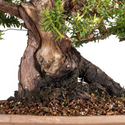 Taxus cuspidata - B5099