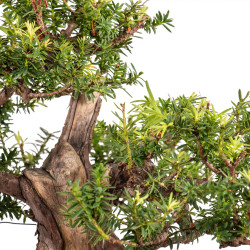 Taxus cuspidata - B5099