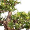 Taxus cuspidata - B5099