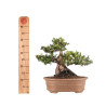 Taxus cuspidata - B5099
