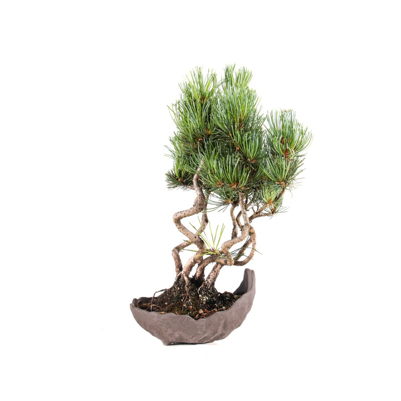 Pinus parviflora - B5100