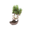 Pinus parviflora - B5100