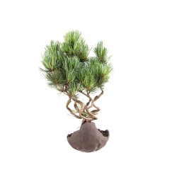 Pinus parviflora - B5100