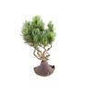 Pinus parviflora - B5100