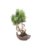 Pinus parviflora - B5100