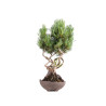 Pinus parviflora - B5100