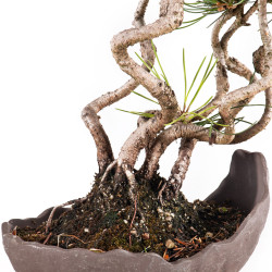 Pinus parviflora - B5100