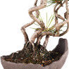 Pinus parviflora - B5100