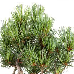 Pinus parviflora - B5100