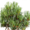 Pinus parviflora - B5100