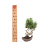 Pinus parviflora - B5100