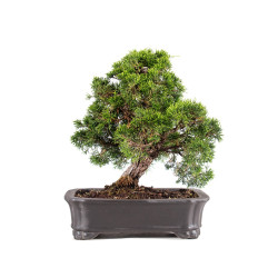 Juniperus itoigawa - B5101