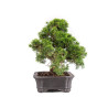 Juniperus itoigawa - B5101