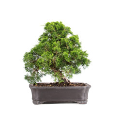 Juniperus itoigawa - B5101