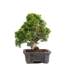 Juniperus itoigawa - B5101