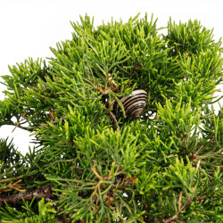Juniperus itoigawa - B5101