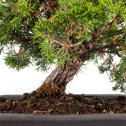 Juniperus itoigawa - B5101